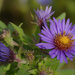 New England Asters by rminer