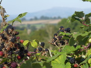 20th Sep 2019 - Picking blackberry's  ...