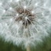 Day 259: Make A Wish ! by jeanniec57