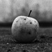 Dave's Apple by juliedduncan