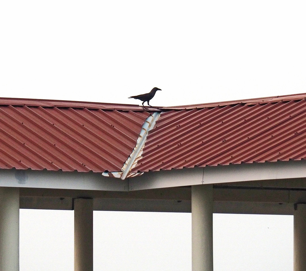 Crow on the roof by ianjb21