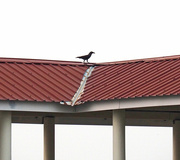 21st Sep 2019 - Crow on the roof