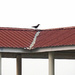 Crow on the roof by ianjb21
