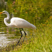 Egret Hunting for Breakfast! by rickster549