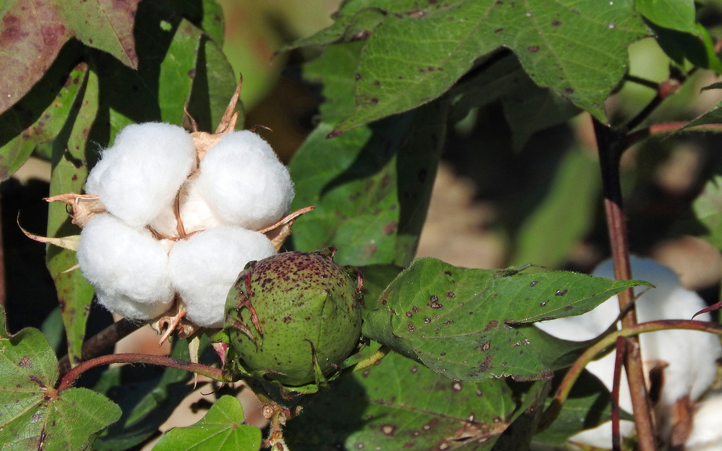 Cotton and boll by homeschoolmom