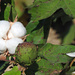 Cotton and boll by homeschoolmom