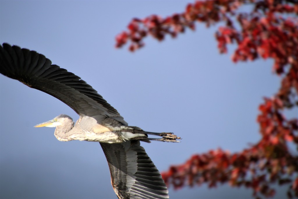 fly by by edorreandresen