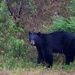 We Saw A Bear DSC_9485 by merrelyn