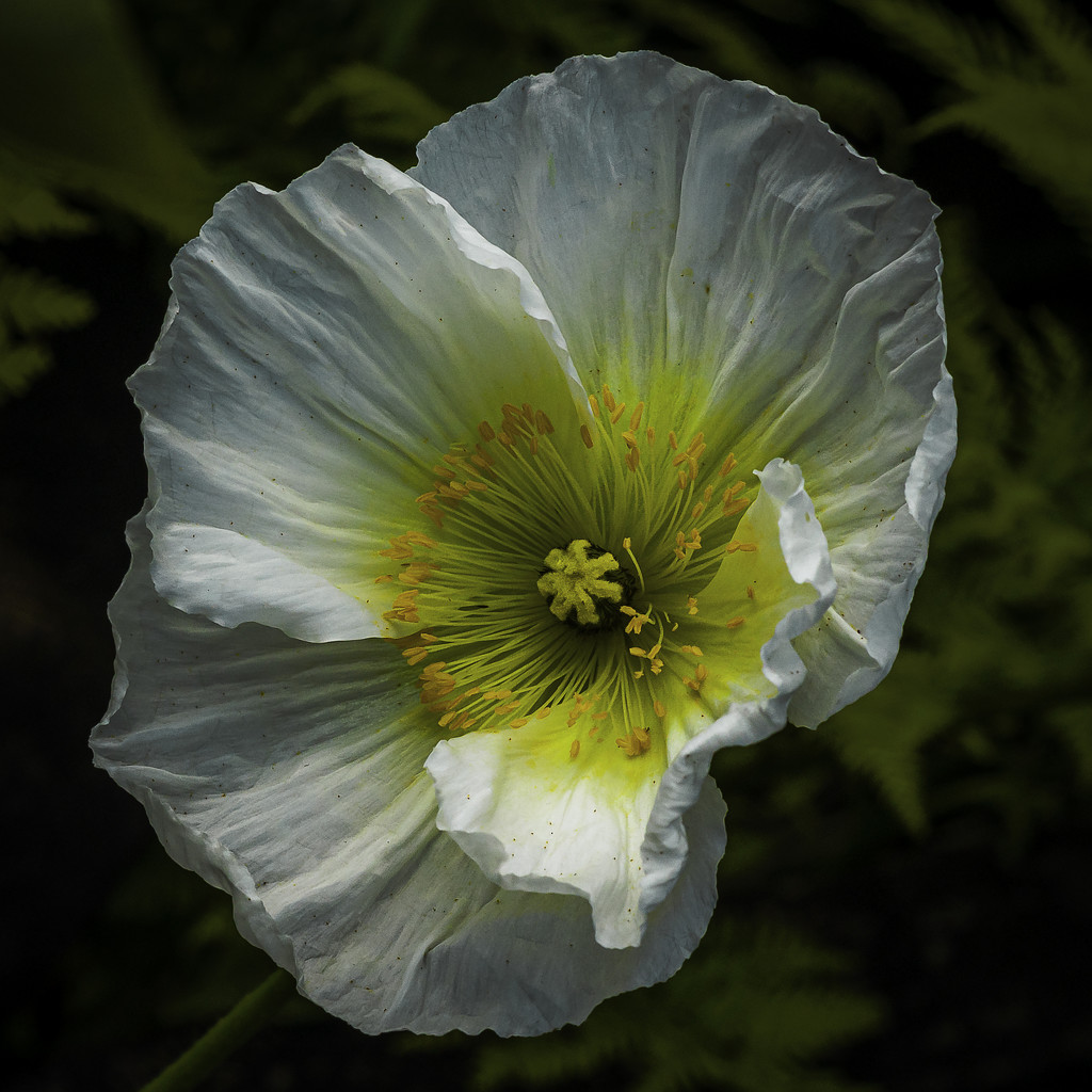 White Poppy by kipper1951