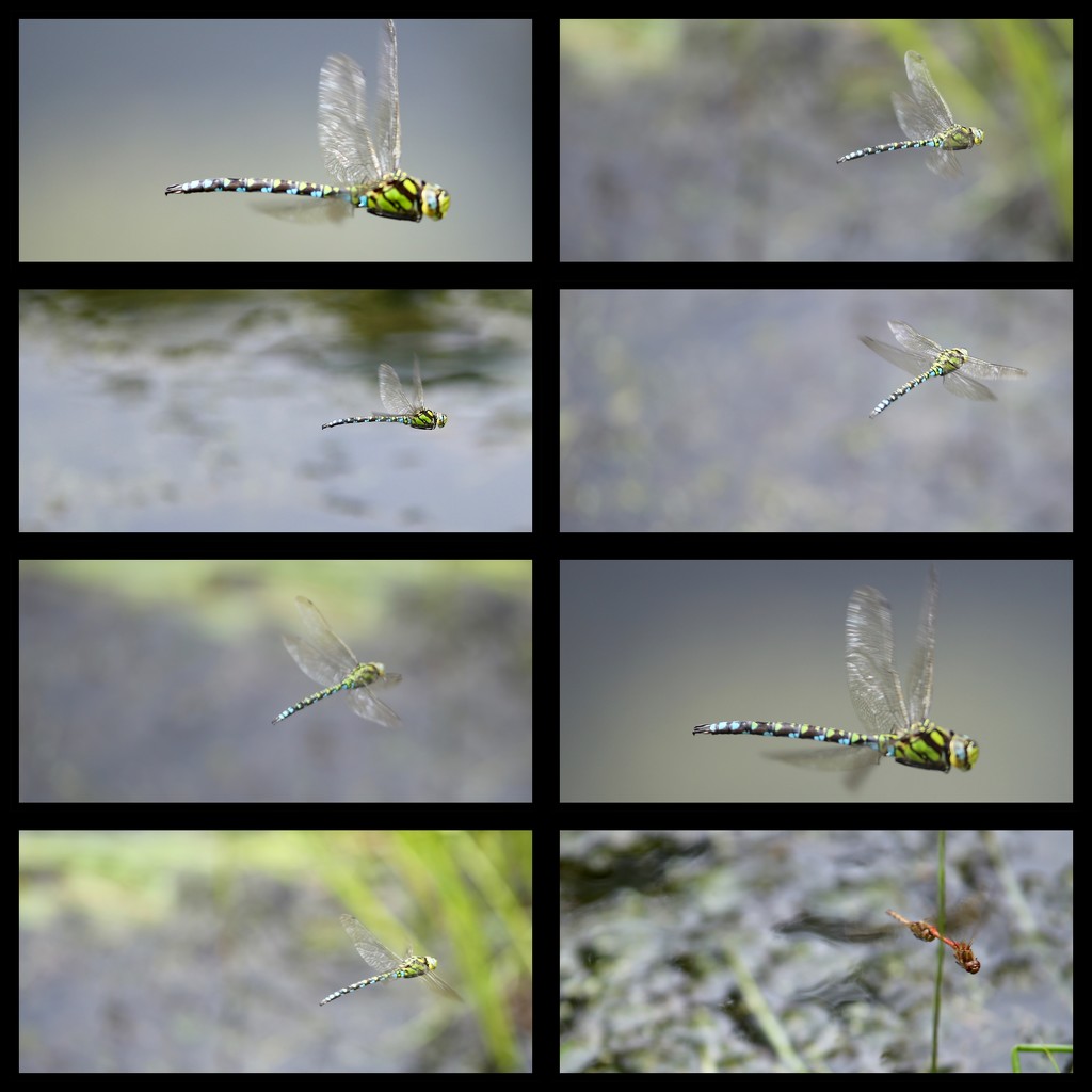 Dragonfly Collage by phil_sandford