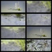Dragonfly Collage by phil_sandford