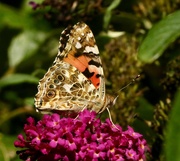21st Sep 2019 - Just one Painted Lady
