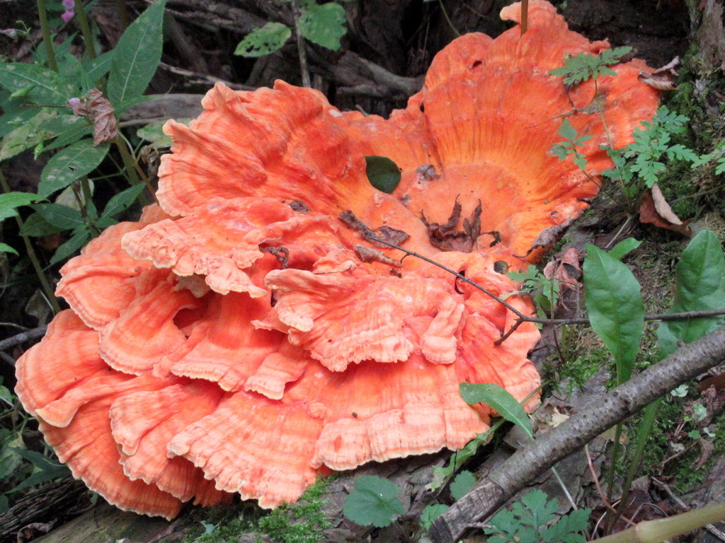 A Carol Mushroom along the trail by bruni