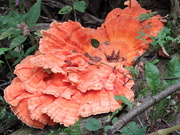 21st Sep 2019 - A Carol Mushroom along the trail