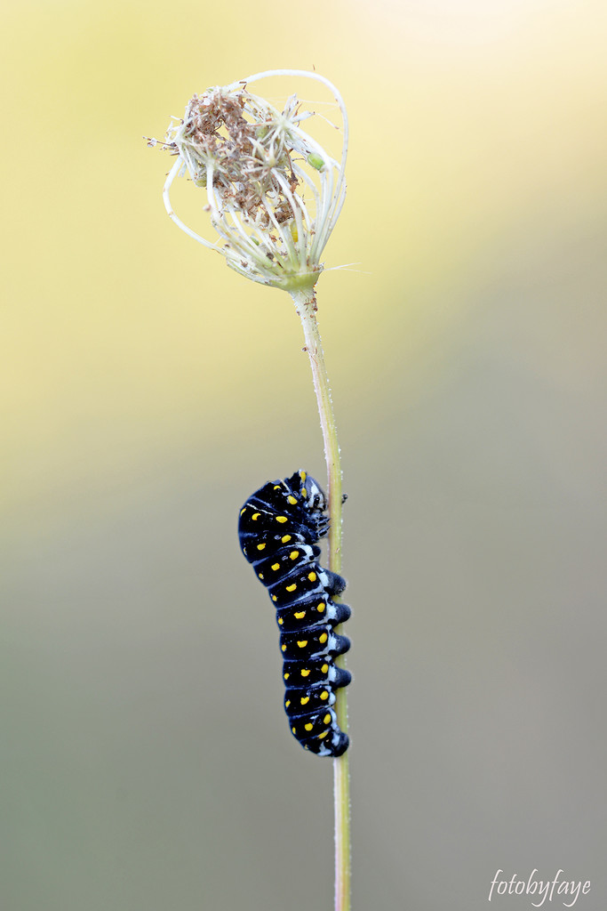 Black swallowtail caterpillar! by fayefaye