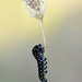 Black swallowtail caterpillar! by fayefaye