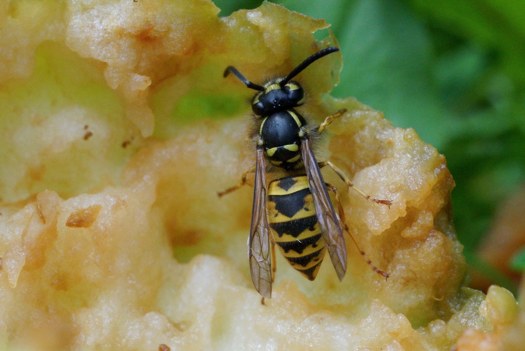 WASP AND WINDFALL APPLE by markp