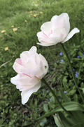 14th May 2019 - Double Tulips 2019