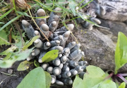 31st May 2019 - Weird Fungus- can anyone ID?