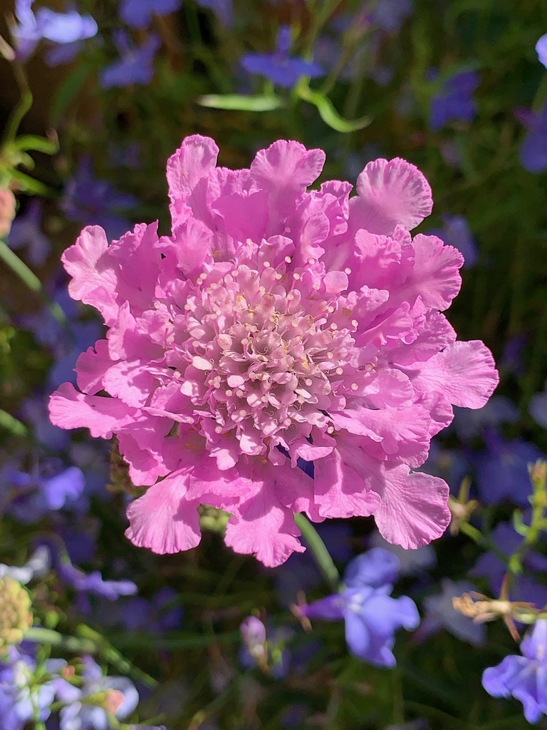 Pink Cornflower by 365projectmaxine