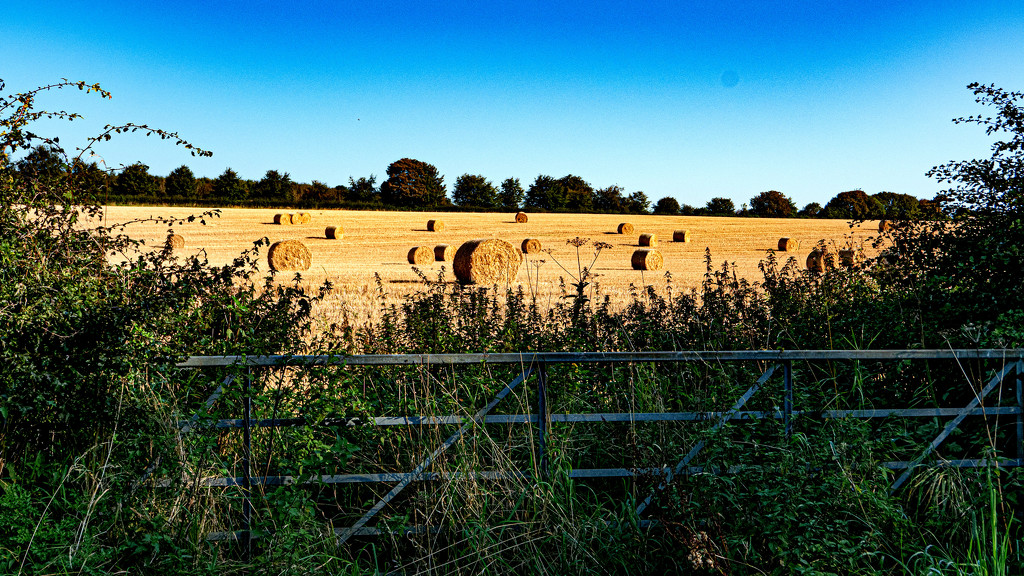 Another harvest scene by frequentframes