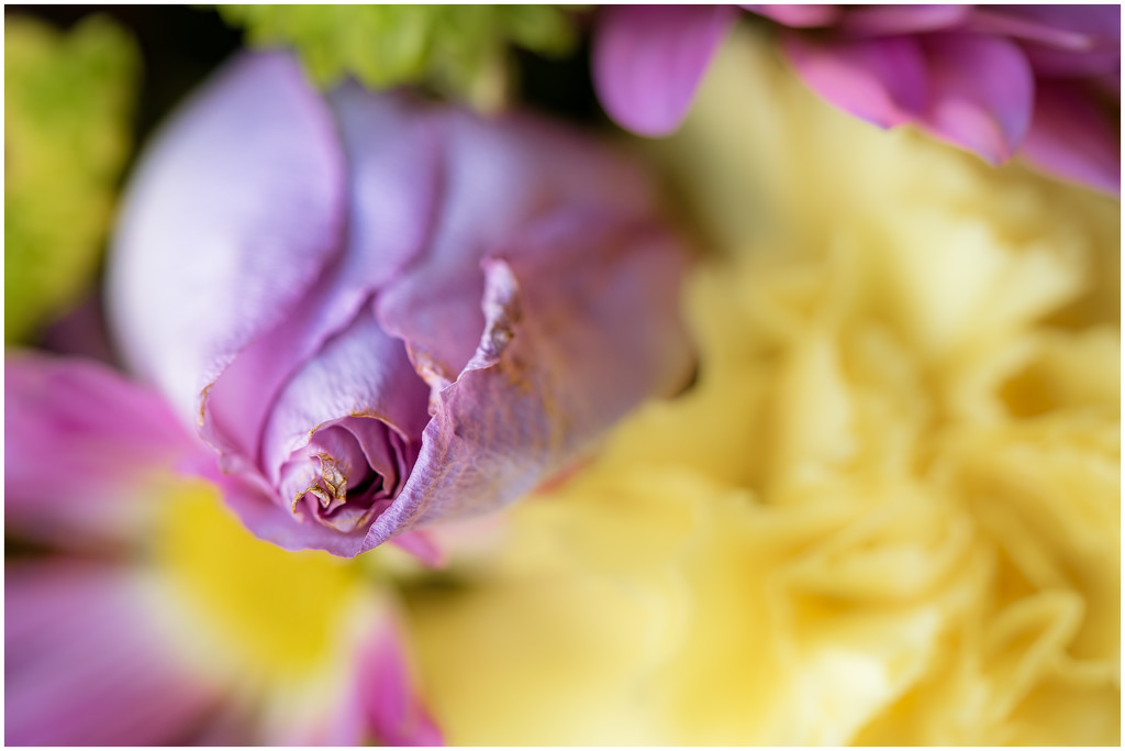 purple rose by jernst1779