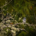 Kingfisher Sitting Pretty by jgpittenger