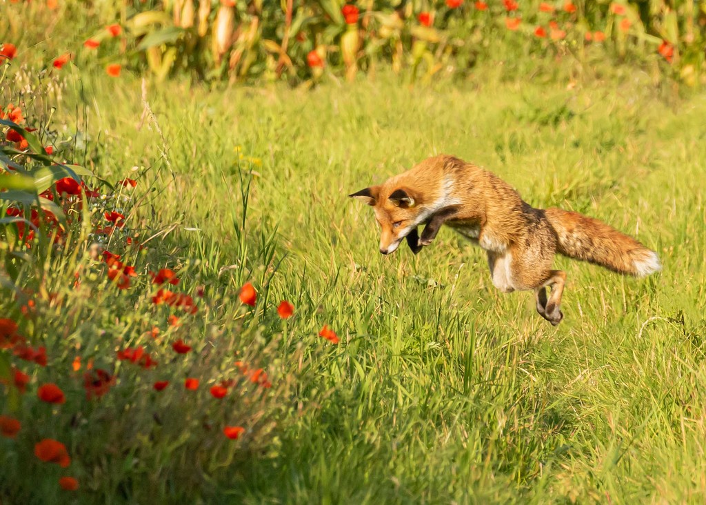 Pouncing Fox by shepherdmanswife