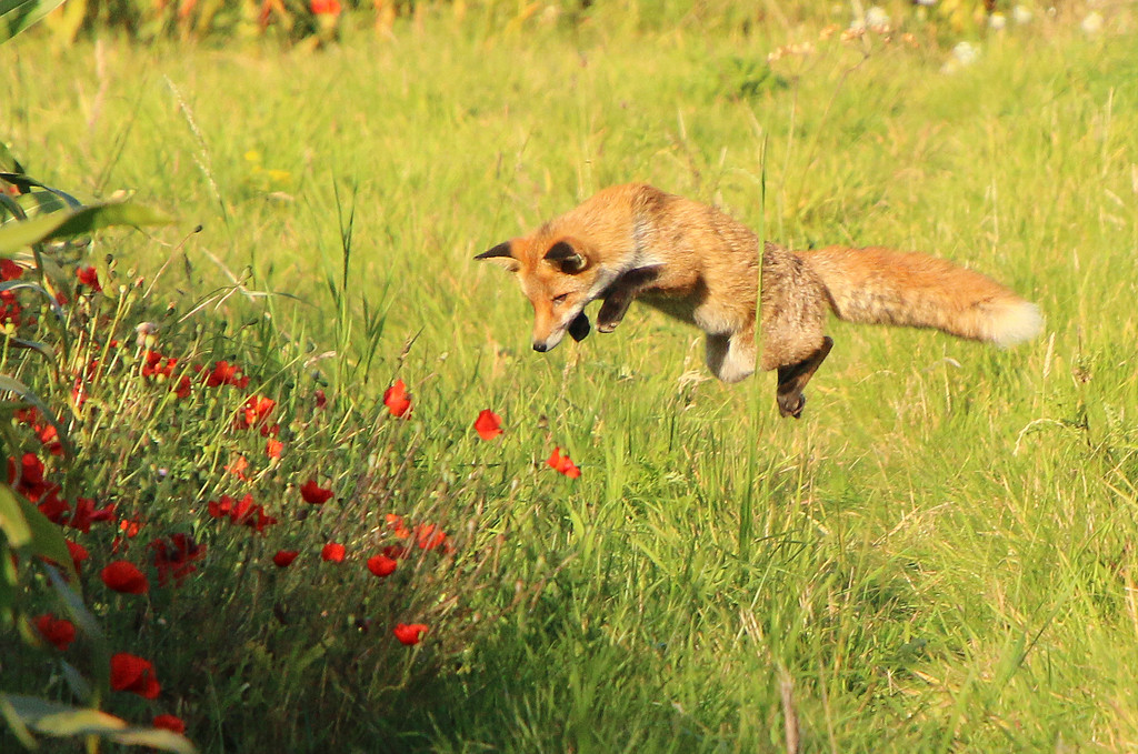 The Fantastic Mr Fox by shepherdman