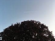 18th Sep 2019 - Plane above A Tree