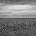 Corn field by larrysphotos