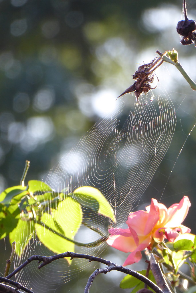 You never know where those cobwebs will turn up next! by speedwell