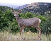 15th Sep 2019 - LHG_2627 Mule Deer at Black Gunnison Canyon