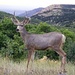 LHG_2627 Mule Deer at Black Gunnison Canyon by rontu