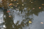 21st Sep 2019 - Leaves and Reflections - NF-SOOC