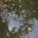 Leaves and Reflections - NF-SOOC by lsquared