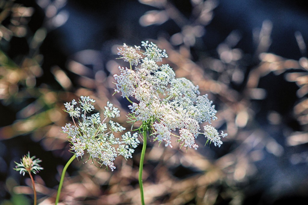 Queen-Anne's-Lace In Wind Blown Grass by paintdipper