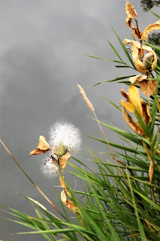 Milkweed over water by sandlily