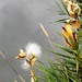 Milkweed over water by sandlily