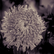 22nd Sep 2019 - Chrysanthemum