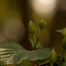Buds and Bokeh! by rickster549