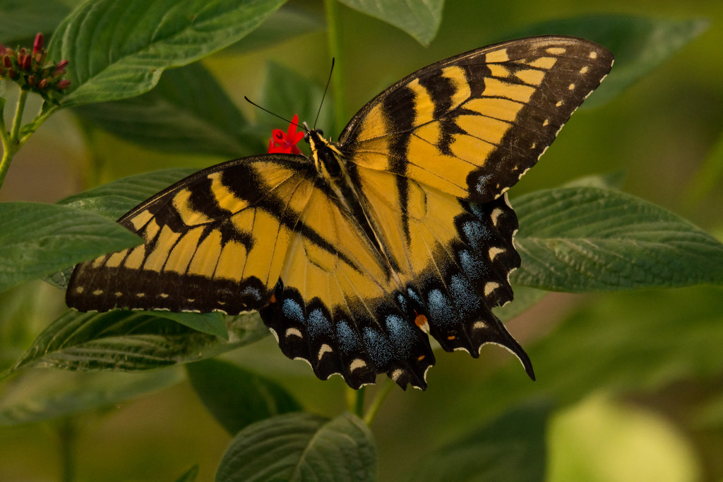 Eastern Tiger Swallowtail Butterfly! by rickster549