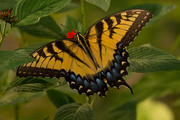 21st Sep 2019 - Eastern Tiger Swallowtail Butterfly!