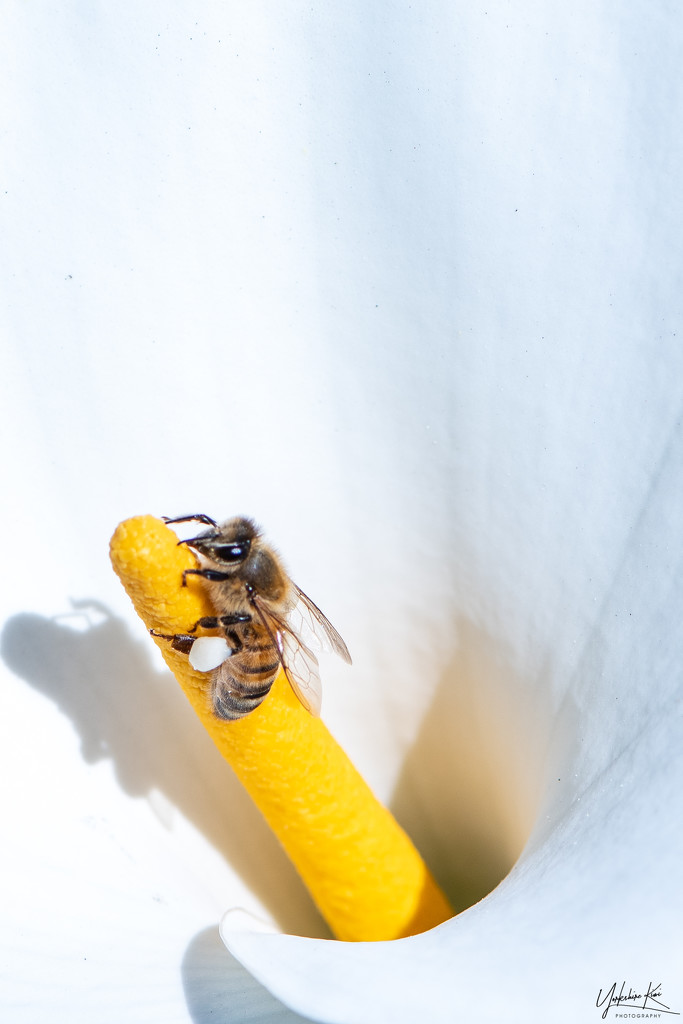 Honey bee collecting snowballs by yorkshirekiwi