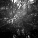 Rainforest brook by peterdegraaff