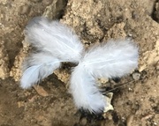 18th Sep 2019 - Lost feathers....