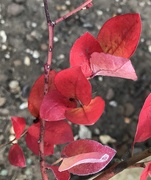 19th Sep 2019 - Beautiful red leaves...