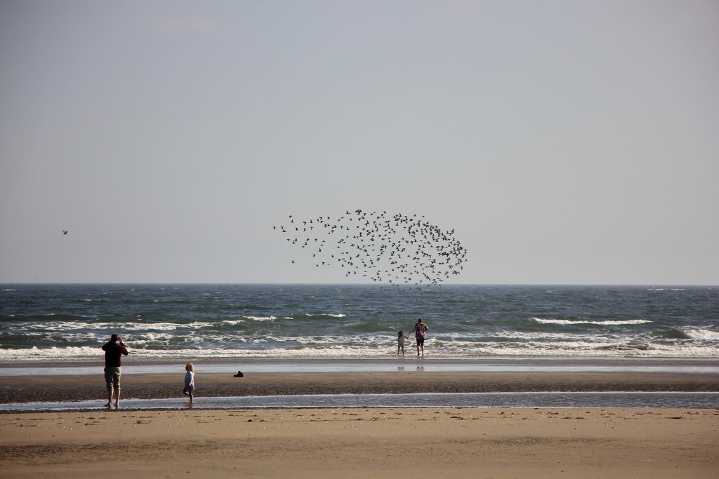 St Andrews Beach Birds by jamibann