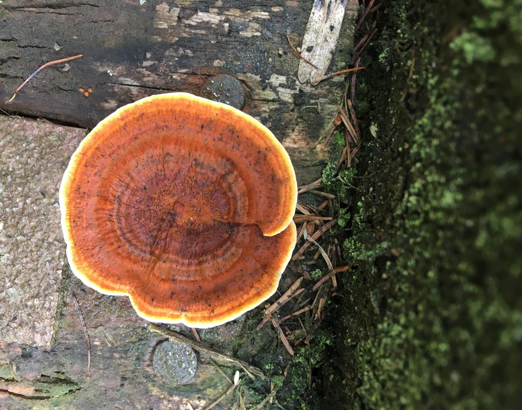 Mushroom by pattyblue