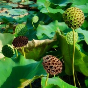 22nd Sep 2019 - Water lily seed pods